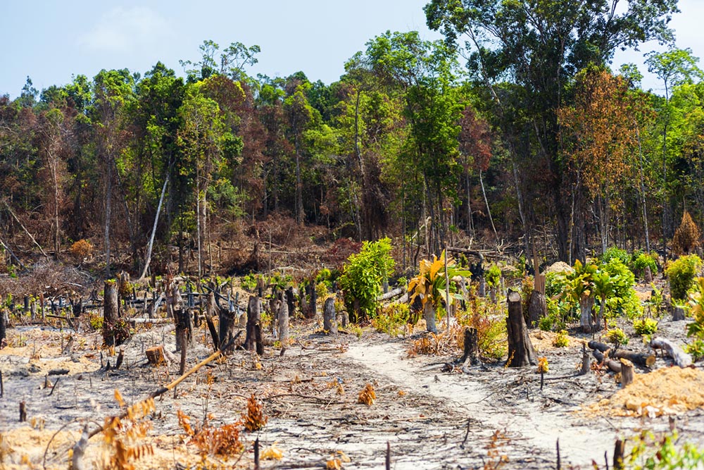 deforestation-4-things-you-didnt-know-abiut-nut-bhutter.jpg