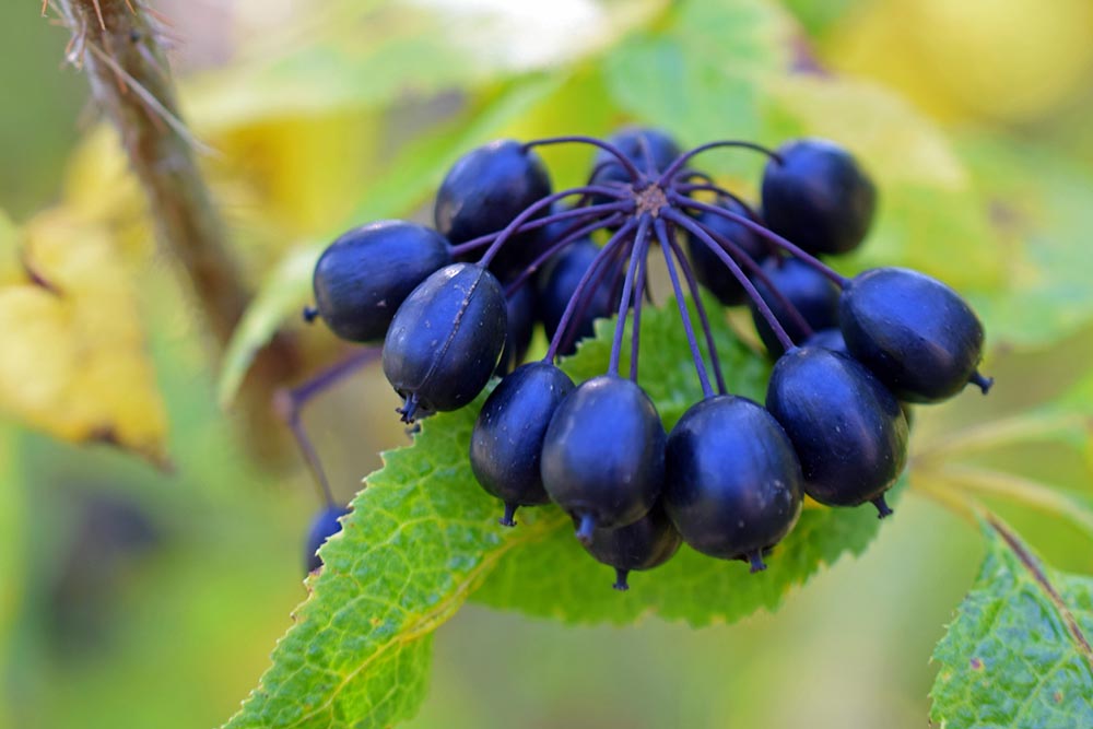 siberian-ginseng-biocare.jpg