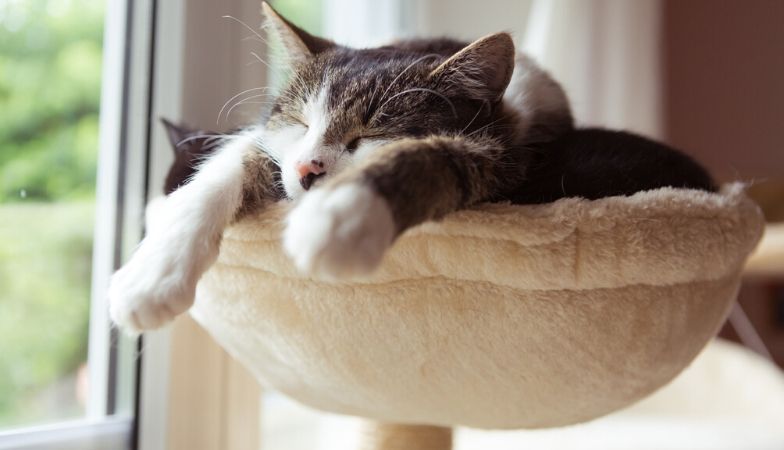 Can our pets reduce stress - 12 ways your pet is boosting your wellbeing woman with her dog sleeping cat