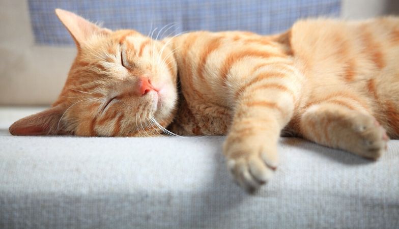 Can our pets reduce stress -12 ways your pet is boosting your wellbeing sleeping cat