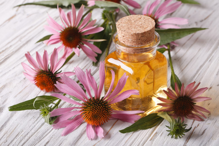 Can echinacea really prevent a cold? Healthista