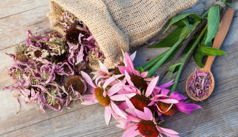 Can echinacea really prevent a cold?