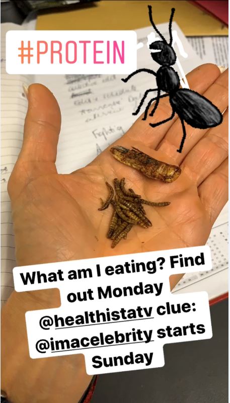 insects insta