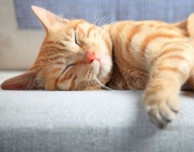 Can our pets reduce stress_ 12 ways your pet is boosting your wellbeing FEATURED