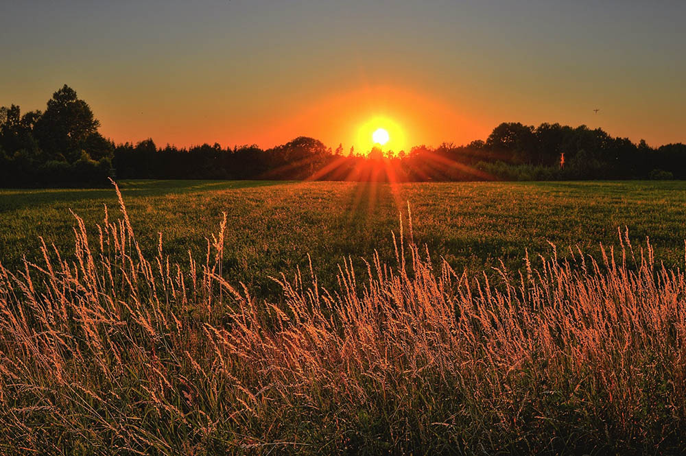 hay fever natural ways to reduce symptoms sunshine