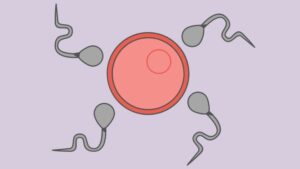 What-is-ovarian-reserve-Should-I-get-tested-sperm-and-eggs