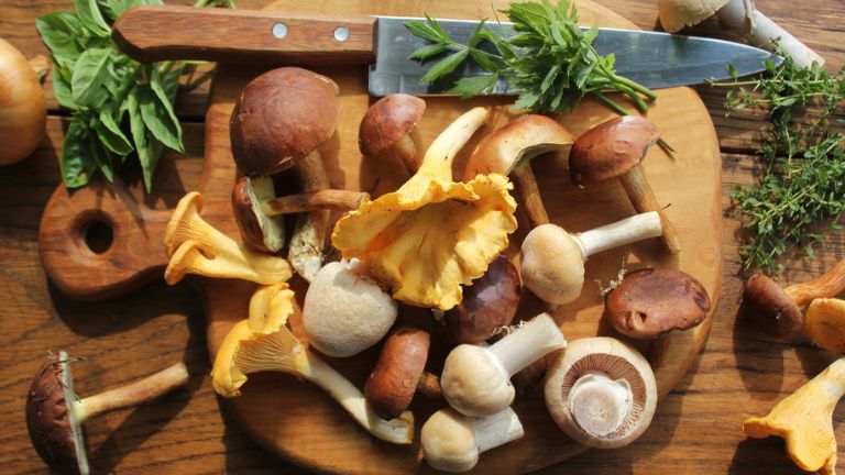 9 reasons medicinal mushrooms are the new CBD MAIN