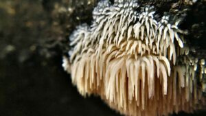 Lion’s mane mushroom medicinal mushrooms new CBD