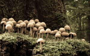 2023 trends shroom boom mushrooms for health and wellbeing