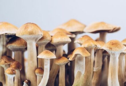 From Shiitake Mushrooms to Reishi - 5 reasons shrooms are magical for your health FEATURED