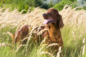 dog-in-long-grass-spring-summer-dangers-dog-owners-should-be-aware-of-.jpg 