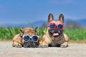 spring-summer-dangers-dog-owners-should-be-aware-of-dogs-laying-in-sunshine.jpg 