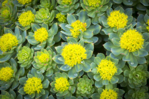 Rhodiola-Adaptogens.jpg 