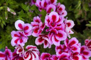 Pelargonium-for-cold-and-flu-symptoms-instead-of-antibiotics.jpg 