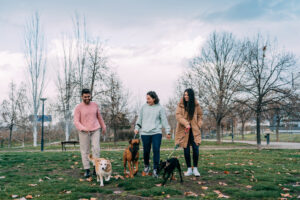 amis-promènent-leurs-chiens-animaux-bons-pour-votre-santé-.jpg 